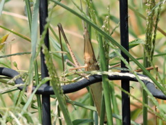 ショウリョウバッタ