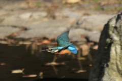 カワセミ　飛行