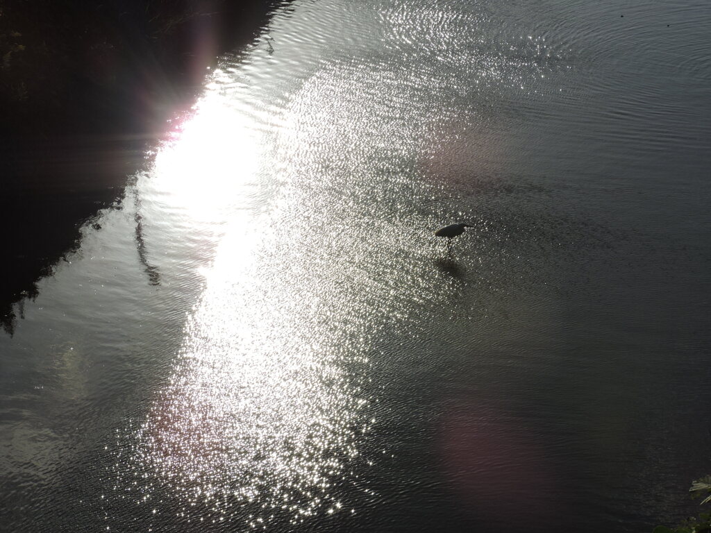 朝の光