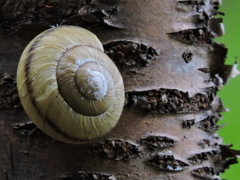 カタツムリ