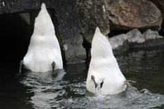 コブハクチョウ