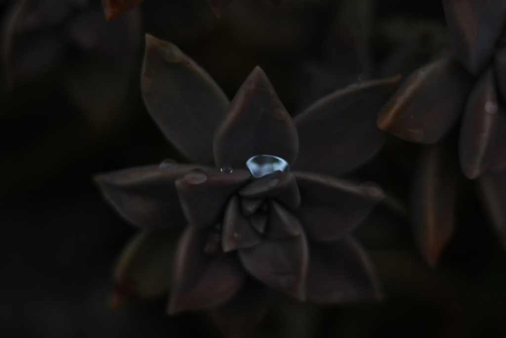 雫