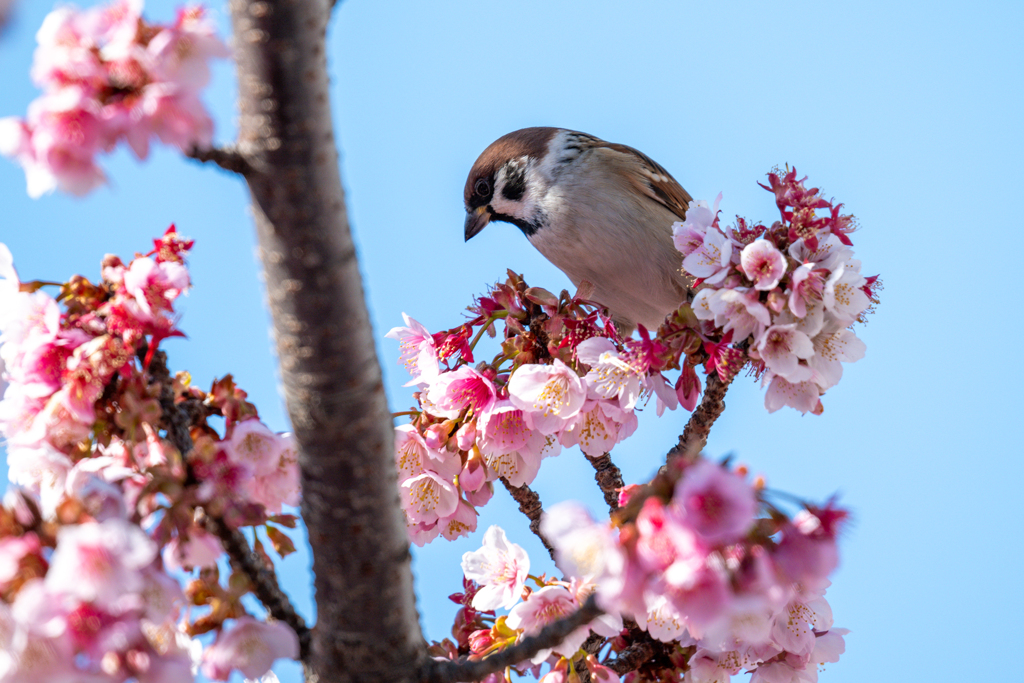 桜とスズメ