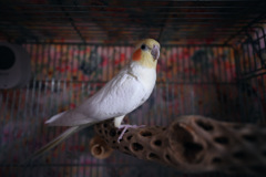 鳥かごの中のオカメインコ