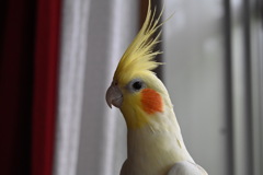 首を伸ばすオカメインコのこゆきちゃん