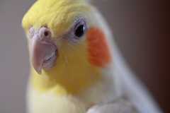 オカメインコのこゆきちゃん