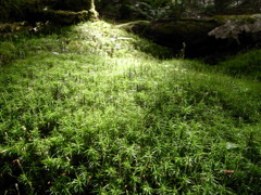苔の森