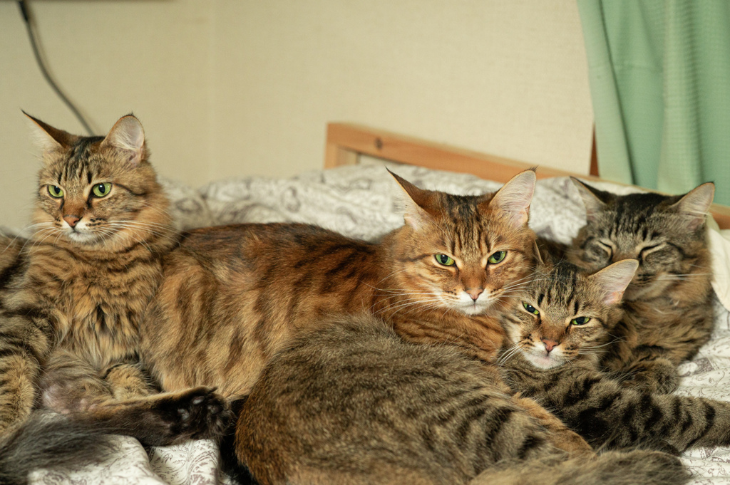 愛猫