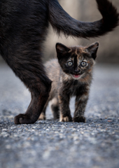 子猫