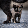 子猫