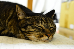 雷なんか怖くにゃい
