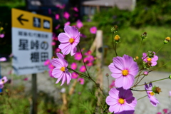 星峠の棚田