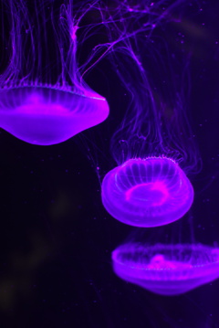加茂水族館くらげ