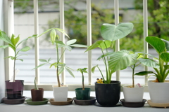 くもりの植物達