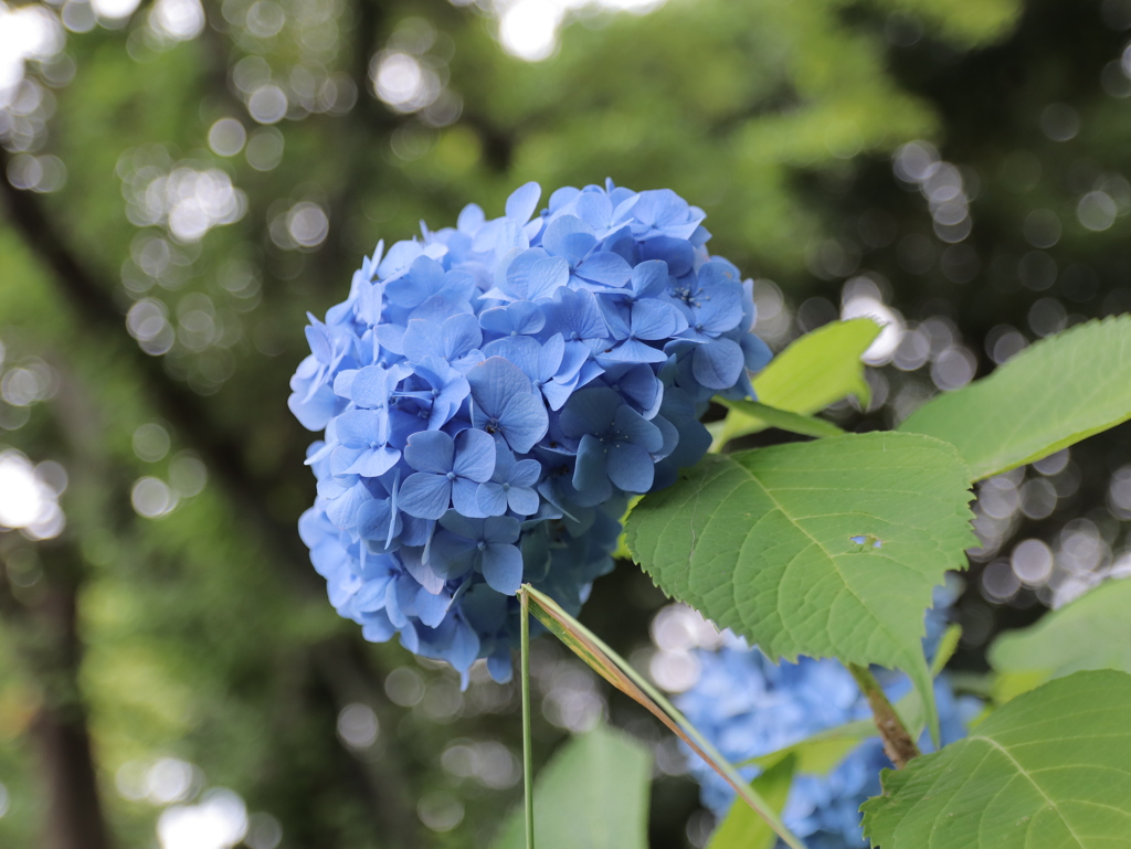 まだまだ現役(EOS KISS M)