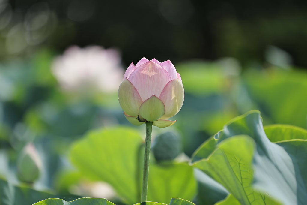 大輪の若かりし頃(ハスの花)