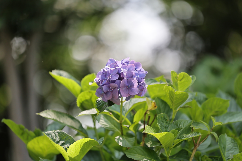 溢れ日の中の紫陽花