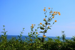 夏風