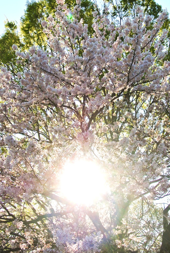まぶしすぎる春に