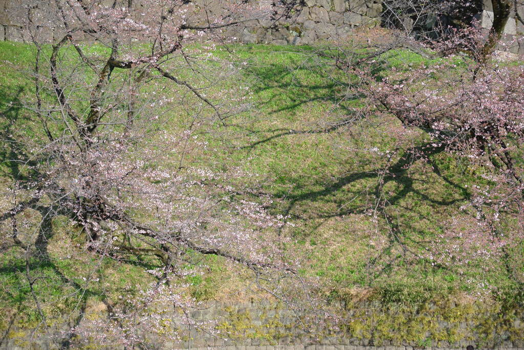 桜の霧