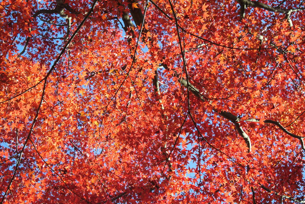 紅葉