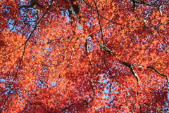紅葉