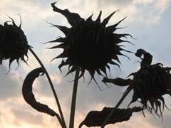 終夏