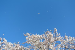 桜散る青空