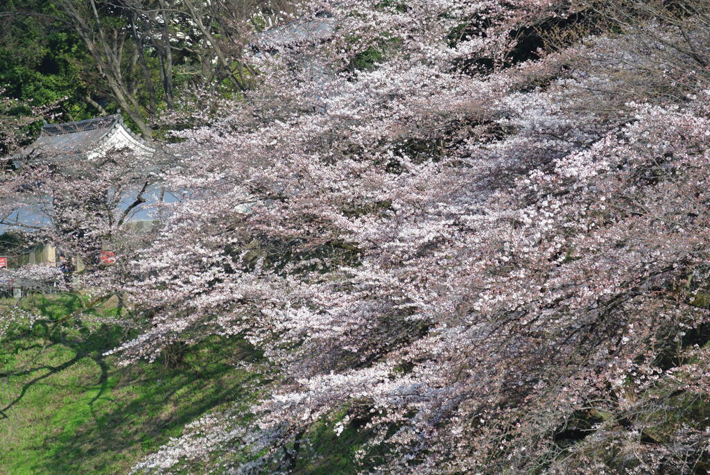 桜津波