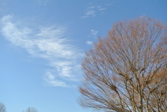 初冬の雲