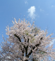 桜と雲jpg