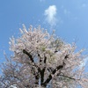 桜と雲jpg