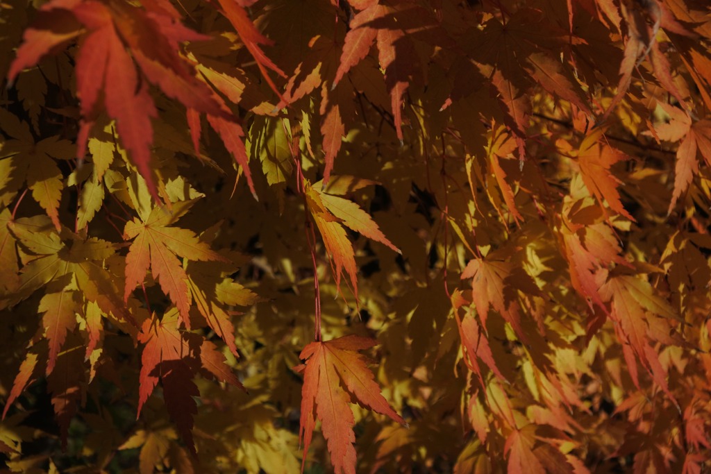 夕紅葉