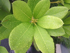 雨上がり