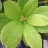 雨上がり