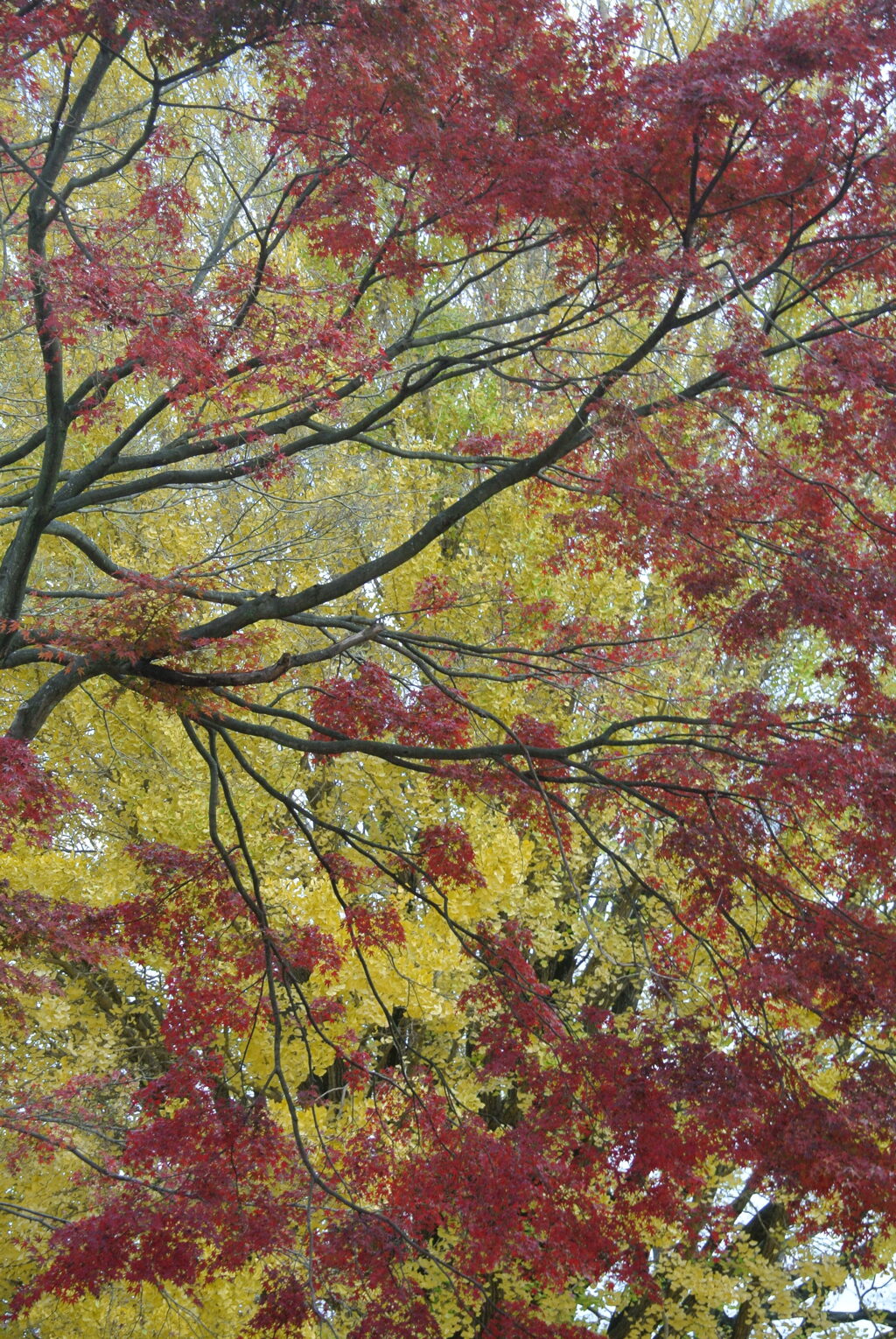 紅葉とイチョウ