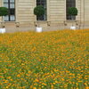 花の庭園