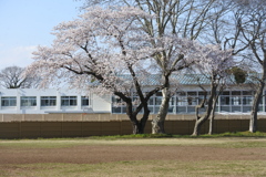 桜咲く