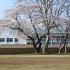 桜咲く