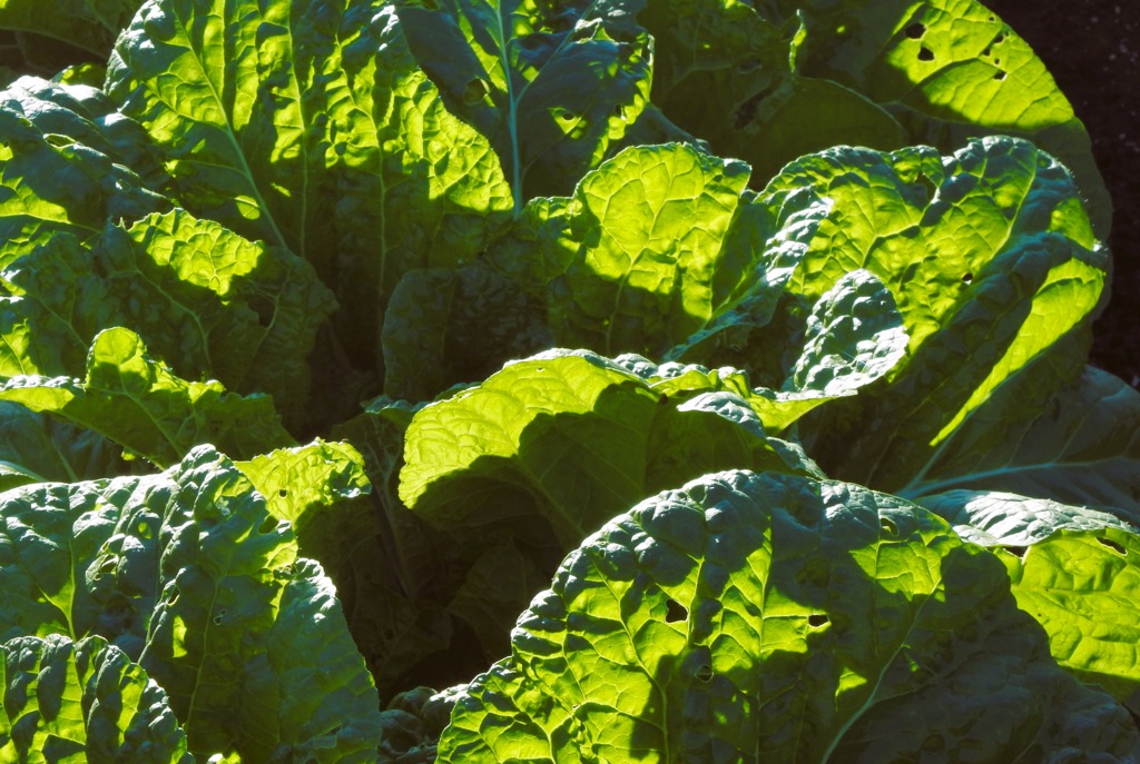 キャベツの夕陽