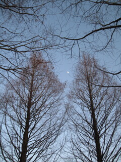 夕暮木立