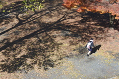 秋を行く