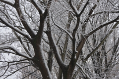 雪の木