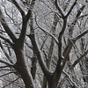 雪の木