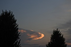 夕陽を追う魚