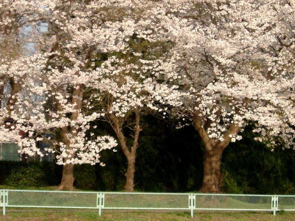 さくら