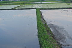 田植え前
