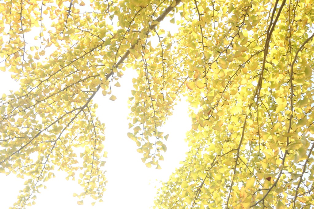 黄葉