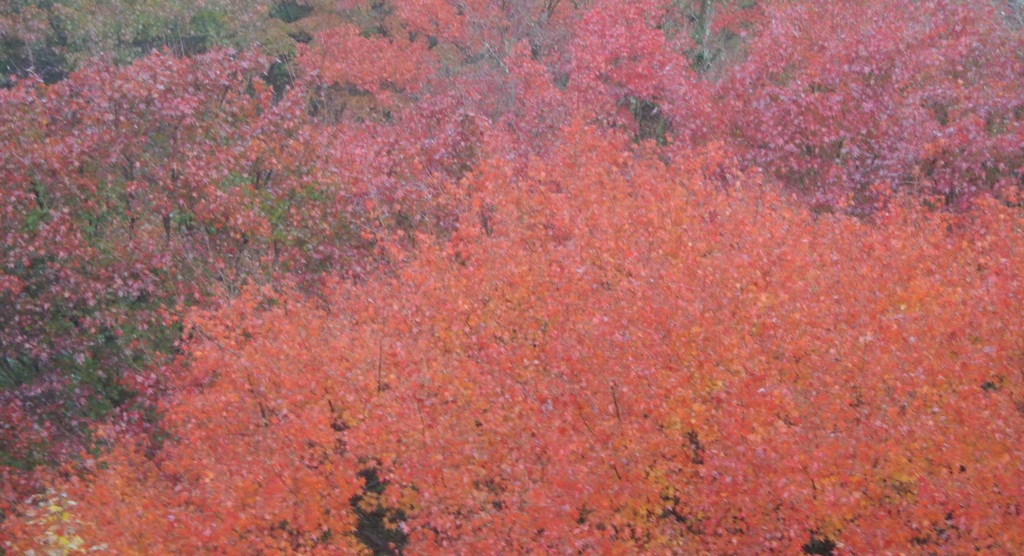 紅葉幻想Ⅶ
