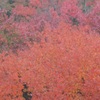 紅葉幻想Ⅶ